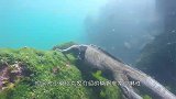 世界上唯一一种喝海水,趴在海底啃食海藻的蜥蜴,涨知识了