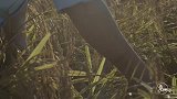 二更视频-20171017-东北吉林舒兰稻花香大米，香气四溢，沁人心脾！
