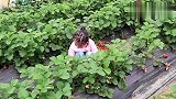 带宝宝去摘草莓，发生的意外太多了，小孩竟然没有哭