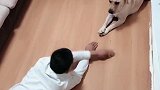 赛文模仿主人的动作，这狗狗真是太聪明了