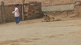 萌娃逗狗不料狗绳突然掉了