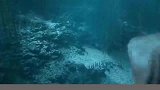 为您科普1500万年前的海洋霸主——巨齿鲨