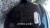 野鸭刚要休息，下一秒离奇死亡，镜头放慢50倍，“真凶”现身