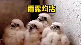 主人喂食，4个小鹰目瞪口呆