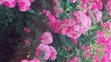 这花颜色着实喜欢