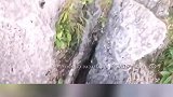 当在野外遇到黑熊，幸好占据地理优势，不然已经开席了