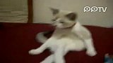 猫咪的销魂姿势快来看姐的美腿