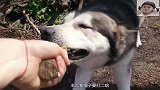 哈士奇拆家后主人拿起棍子就要揍，二哈一口咬住棍子让主人打不了
