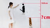 猫咪跳高大赛！短腿猫VS田园猫，没有对比就没有伤害！