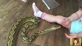 2岁小女孩调戏6英尺长大蛇，敢捉敢拿还敢亲，胆子太大了