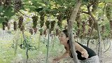 家人们，看看葡萄园来的葡萄可漂亮