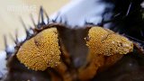 日本超火的高级海胆刺身，挖掉内脏生着就能吃，一只就要几千块