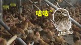 猫头鹰夜闯养鸡场 1800多只鸡受惊吓踩踏死亡，损失十几万