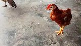 野鸡遇上家鸡，大战一触即发！
