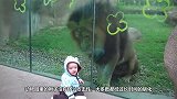 熊孩子为了给狮子拍照，在狮子面前打开车窗拍照，结果惹怒了狮子
