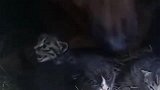 大猫生病了，刚生的宝宝，家里的大狗帮忙照顾