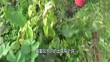 老汉挖花生，不料挖出一个小箱子，打开后叫老伴收拾工具回家！