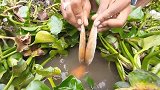 小鱼诱大鱼，大鱼抓了一条又一条，这招太妙了