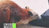 四川广元：飞鼠受伤下山向人类求助，像小孩般蹲在警察叔叔脚边