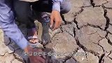 男子发现草地下面有动静，扒开一看，竟捅了个“鱼窝”！