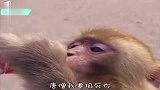为啥二哈拆天拆地拆空气还有那么多人迷恋呢太逗了