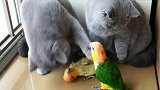 鸟别太过分，猫咪亲爸爸在这，结局太逗啦