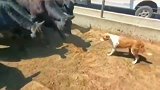 来自牧羊犬的天生血脉压制，牛这么大只也怕它
