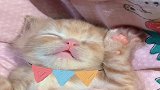 这么可爱的小奶猫，你能忍不住心动吗？真是太萌了！