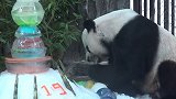19岁旅泰大熊猫创创突然离世：X光发现其气管内存在不明物