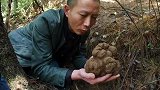 云南发现1150克巨型黑松露 拥有者：将捐博物馆