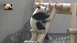 软糯无敌的熊猫小不点儿爬木梯扮废熊抢镜，熊猫妈妈：你开心就好