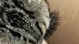 当我给猫咪戴上假睫毛后