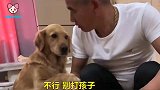 主人要暴打金毛，金毛妈妈急了，立马上前阻止主人