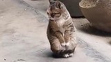 猫：为什么我没有裤兜我也想揣手手