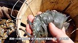 渔民抓到一只奇怪螃蟹，外壳“软”的不像话，网友：你捡到宝了
