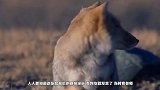 这狐狸凭借魔性的长相火遍全球，藏狐：我生来不平凡 天生要红！