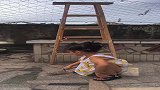 神犬救了孩子，满满的感动