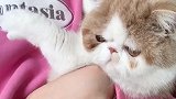 猫：被迫营业，做猫太难了