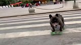 隔壁家的黑狗又出来玩了，滑板技术炉火纯青，太刺激了吧