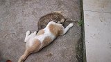 看看小猫是怎么搞定狗狗的