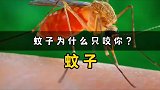 蚊子为什么不咬别人只咬你？或许是这个原因！