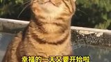 享受阳光浴的小猫咪，“这早晨的空气让我着迷”
