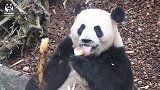 熊猫花式吃播