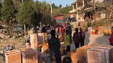 第一次回家卖橘子，看到这场面，不知道的还以为是土匪来了！