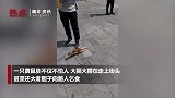 武汉解封第一天黄鼠狼饥饿难耐街头向路人乞食
