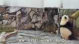 熊猫企图逃跑,刚打开门就被饲养员抓个正着,镜头拍下搞笑一幕