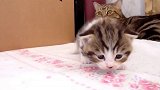 软萌的小猫咪上线，这呆萌的模样，真有趣！