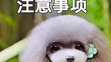 狗养小狗要注意什么呢？