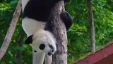 别看熊猫胖嘟嘟的，身手堪称矫捷，让我们这些蠢胖子情何以堪