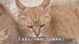 流浪猫被人切断前腿，忍痛养活4只小猫，看完泪目了！